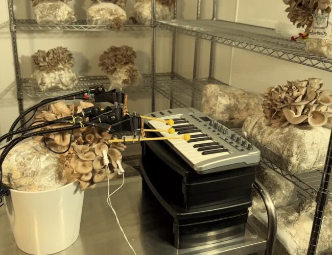 Música, tecnologia e cogumelos: entenda como é possível criar música por meio do som da natureza